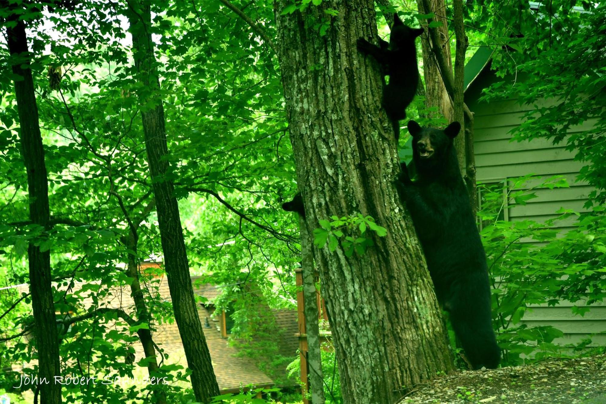 Wild Thing #1525 Villa Gatlinburg Exterior photo